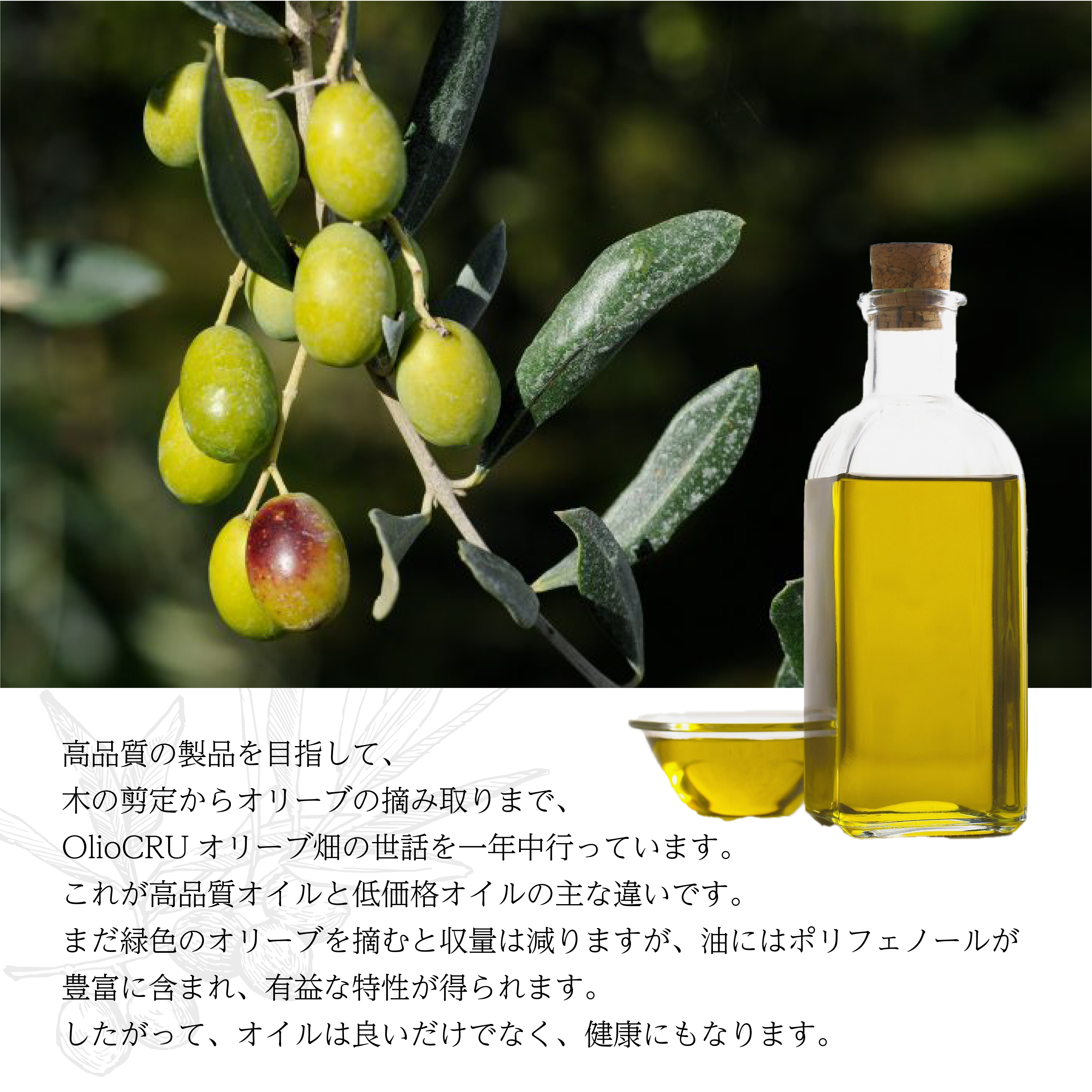 OlioCRU EX.Vオリーブオイル オリジニ 500ml